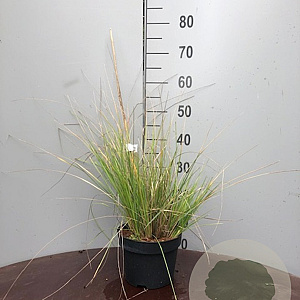 Stipa gigantea GM P9 BIO
