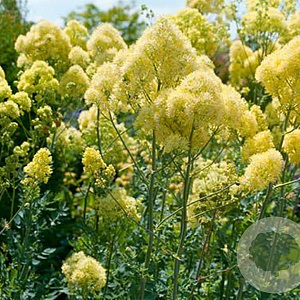 Thalictrum flavum glaucum GM P9 BIO