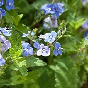 Veronica chamaedrys GM P9 BIO