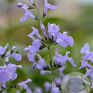 Salvia microphylla 'Delice Aquamarine' GM P9 BIO
