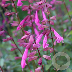 Salvia Pink Amistad GM P9 BIO
