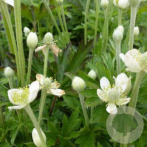 Anemone cylindrica GM P9 BIO