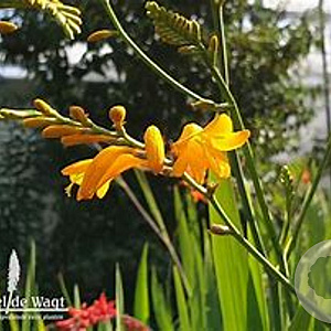 Crocosmia 'Yellow Emberglow' GM P11 BIO