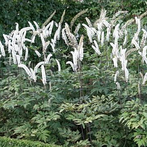 Actaea simplex 'Atropurpurea' GM P9 BIO