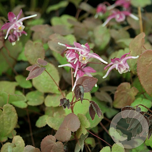 Epimedium grandiflorum 'Purple Pixie' GM P9 BIO