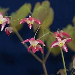 Epimedium grandiflorum 'Red Beauty' GM P9 BIO