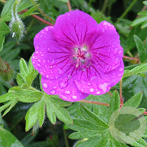 Geranium sanguineum 'Khan' GM P9 BIO
