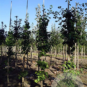 Ginkgo biloba 8-10 HO draadkluit geveerd