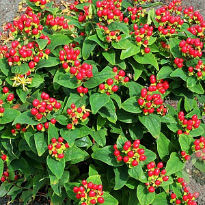 Hypericum inodorum 'Arcadia' GM P9 BIO