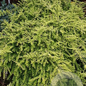 Lonicera nitida 'Twiggy' GM P9 BIO