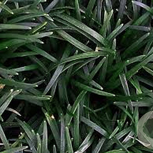 Ophiopogon japonicus 'Minor' GM P9 BIO