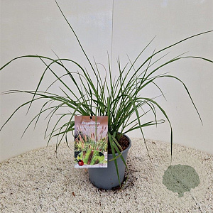 Pennisetum alopecuroides 'Viridecens' GM P9 BIO