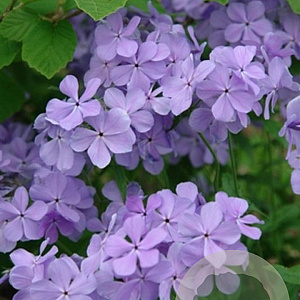 Phlox divaricata 'Blue Moon' GM P9 BIO