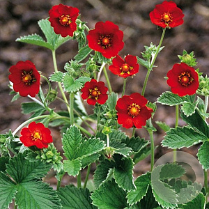 Potentilla atrosanguinea argyrophylla GM P9 BIO