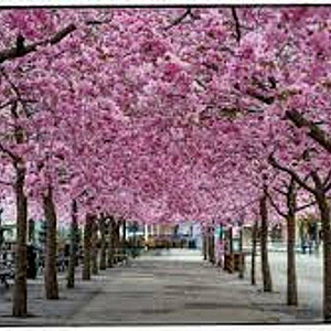 Prunus 'Accolade' 8-10 HO container