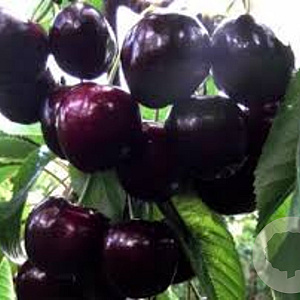 Prunus a. 'Octavia' halfstam wortelgoed