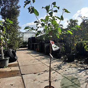 Prunus a. 'Regina' halfstam 7,5L