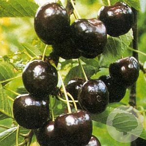 Prunus a. 'Regina' 10-12 HA container