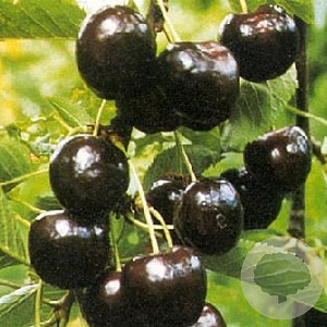 Prunus a. 'Regina' 10-12 HA container