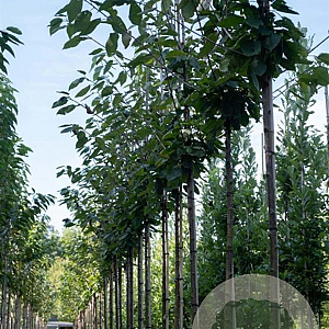 Prunus a. 'Regina' 12-14 HO draadkluit