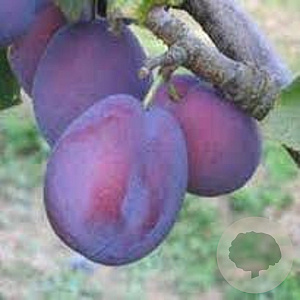 Prunus d. 'Belle de Louvain' hoogstam wortelgoed