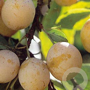 Prunus d. 'Mirabelle de Nancy' 8-10 HO container