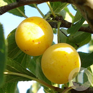 Prunus d. 'Mirabelle de Nancy' 8-10 HO container