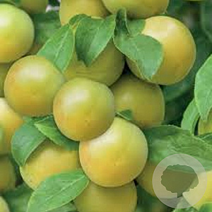 Prunus d. 'Ontario' halfstam wortelgoed leiboom