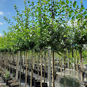 Prunus d. 'Opal' 8-10 HO container