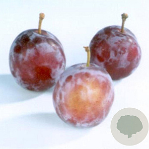 Prunus d. 'Opal' 8-10 HO container