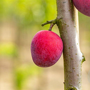 Prunus d. 'Victoria' 6-8 HO wortelgoed