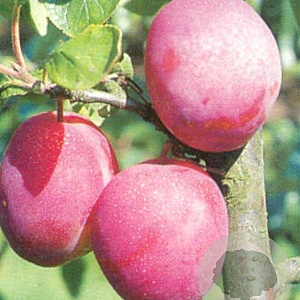 Prunus d. 'Victoria' 8-10 HO container