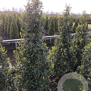 Prunus l. 'Angustifolia' 150-175 cm met kluit