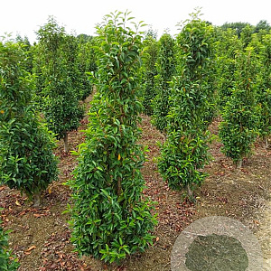 Prunus l. 'Angustifolia' 160-180 cm met kluit