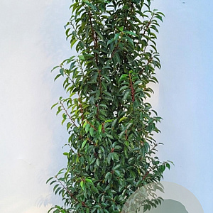 Prunus l. 'Angustifolia' 160-180 cm met kluit