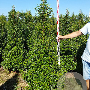Prunus l. 'Angustifolia' 160-180 cm met kluit