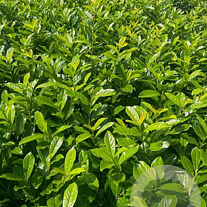 Prunus l. 'Novita' 40-60 cm 3,0L