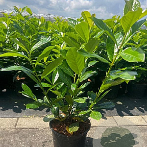 Prunus l. 'Novita' 40-60 cm 3,0L