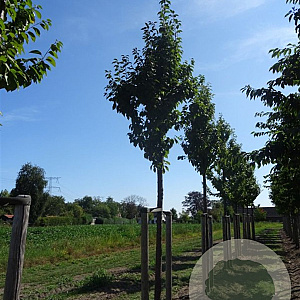 Prunus schmittii 6-8 HO draadkluit