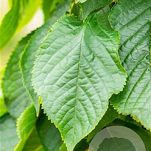 Prunus ser. 'Fugenzo' 18-20 HO draadkluit