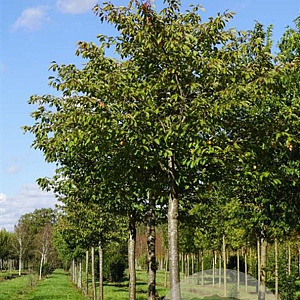Prunus ser. 'Fugenzo' 20-25 HO draadkluit