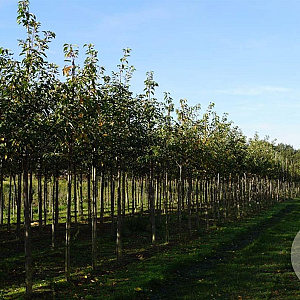 Prunus ser. 'Hokusai' 18-20 HO draadkluit