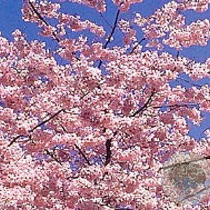 Prunus ser. 'Kanzan' 8-10 HO container