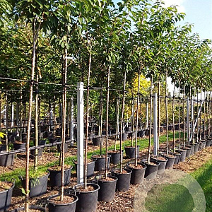 Prunus ser. 'Kanzan' 8-10 HO container