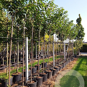 Prunus ser. 'Kanzan' 8-10 HO container