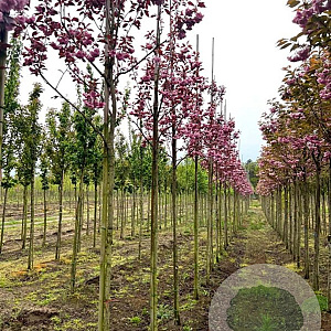 Prunus ser. 'Royal Burgundy' 8-10 HO draadkluit