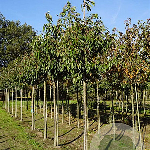 Prunus ser. 'Taihaku' 20-25 HO draadkluit
