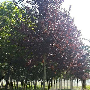 Prunus virginiana 'Shubert' 18-20 HO draadkluit