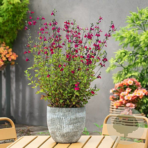 Salvia greggii 'Cherry Lips' GM P9 BIO