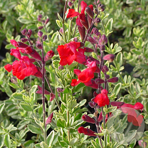 Salvia greggii 'Dessert Blaze' GM P9 BIO